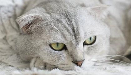 开云体育中国官方网站-“圣坛”组合首进全英赛决赛 王祉怡将与安洗莹争冠