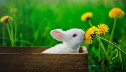 开云体育中国官方网站-邵化谦：重燃战火，CBA联赛有了“紧箍咒”